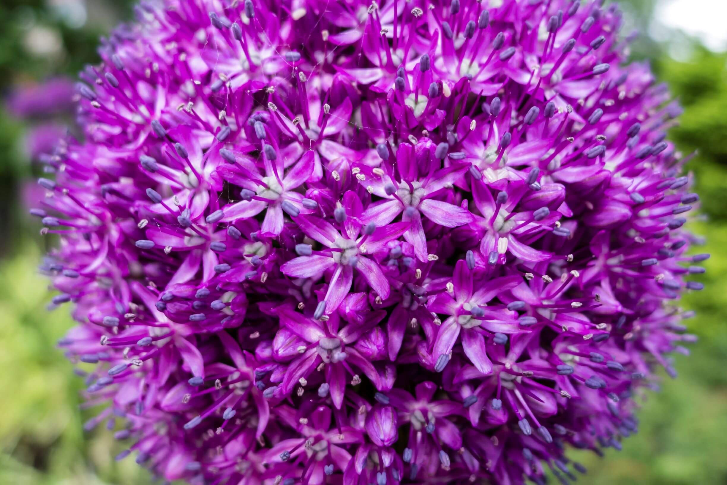 allium
