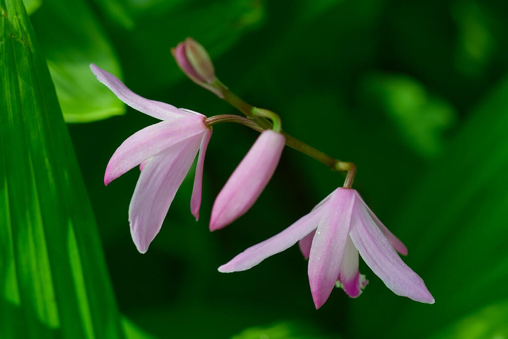 bletilla striata