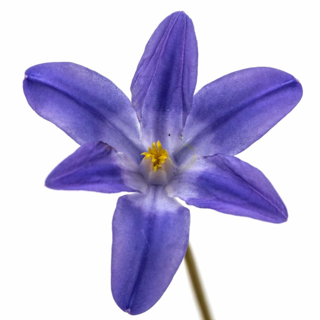 chionodoxas