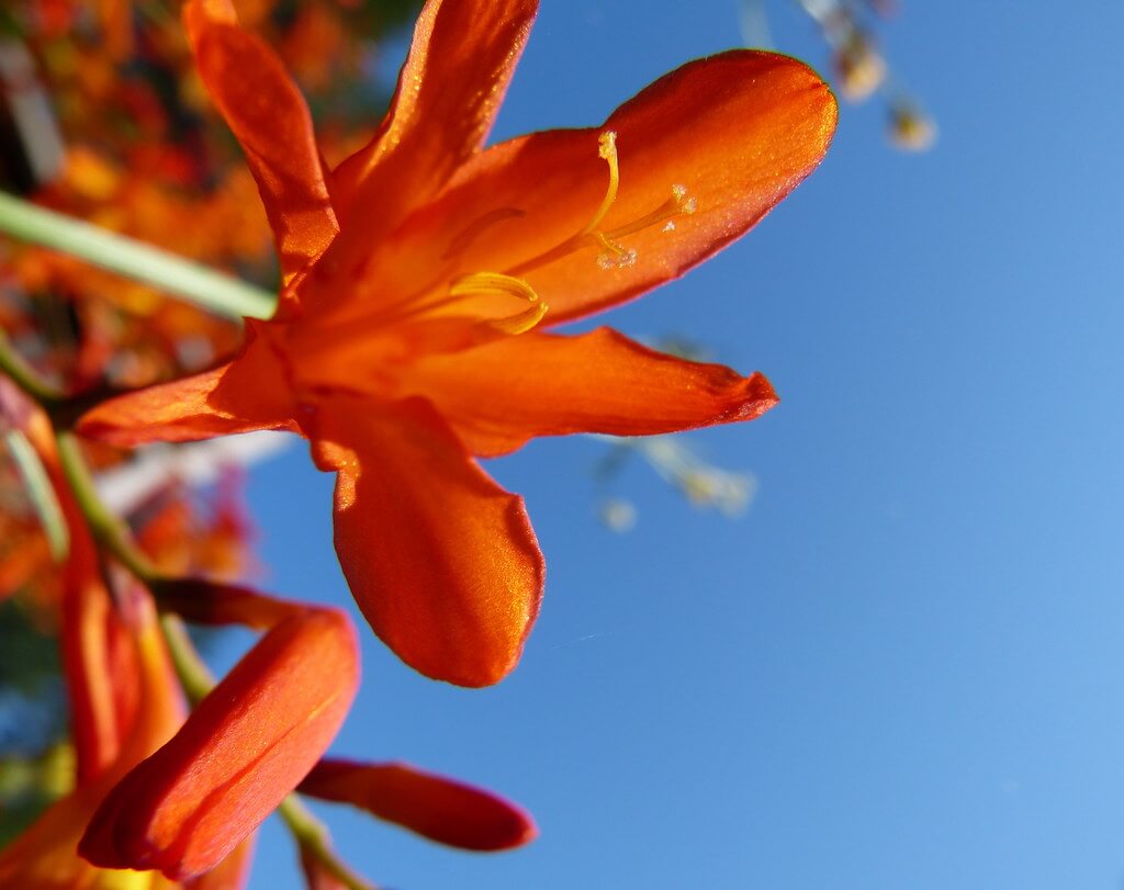 crocosmia