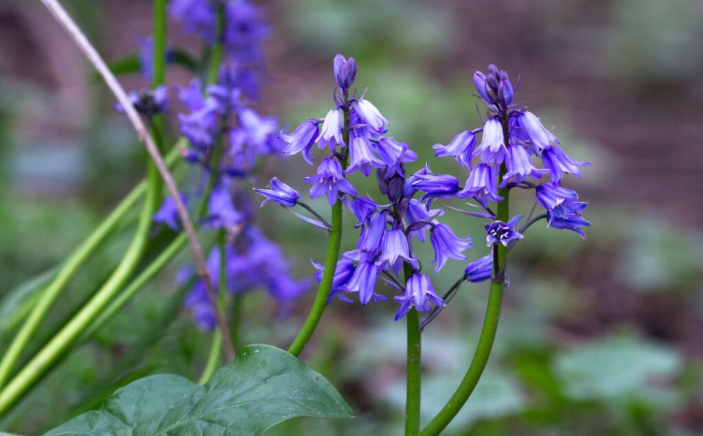 jacinthe des bois