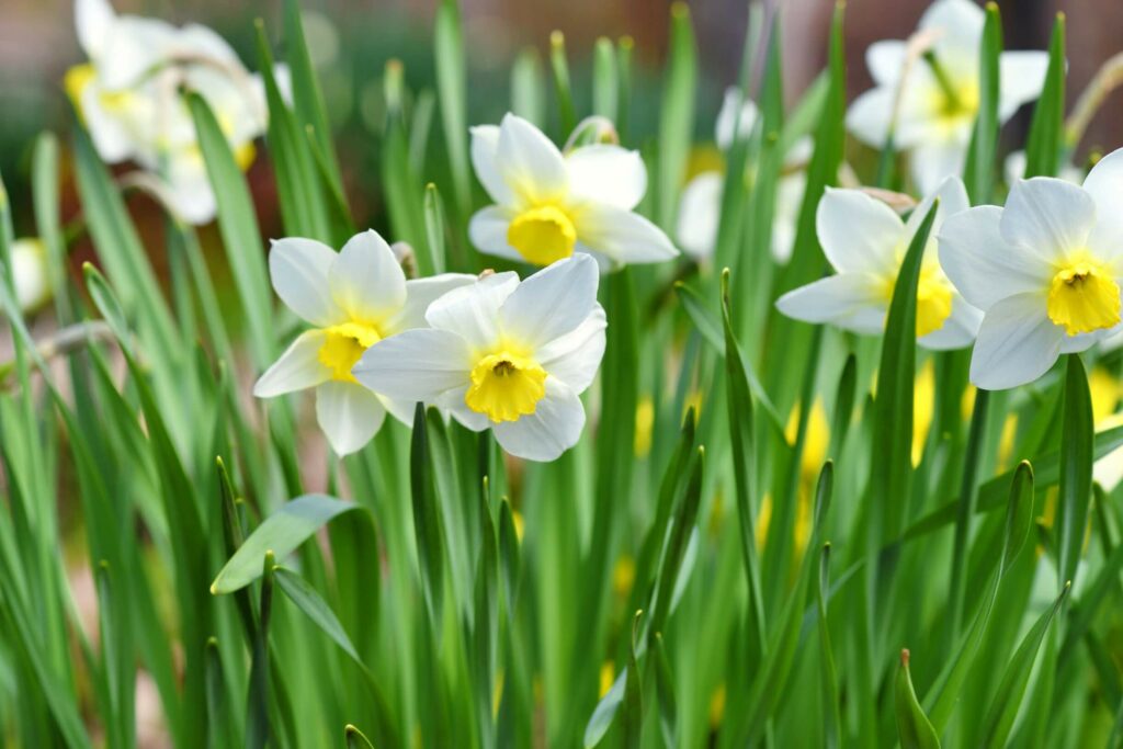 narcisse