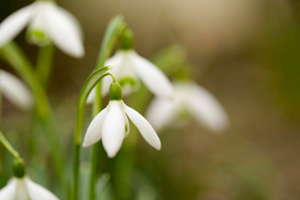 perce neige