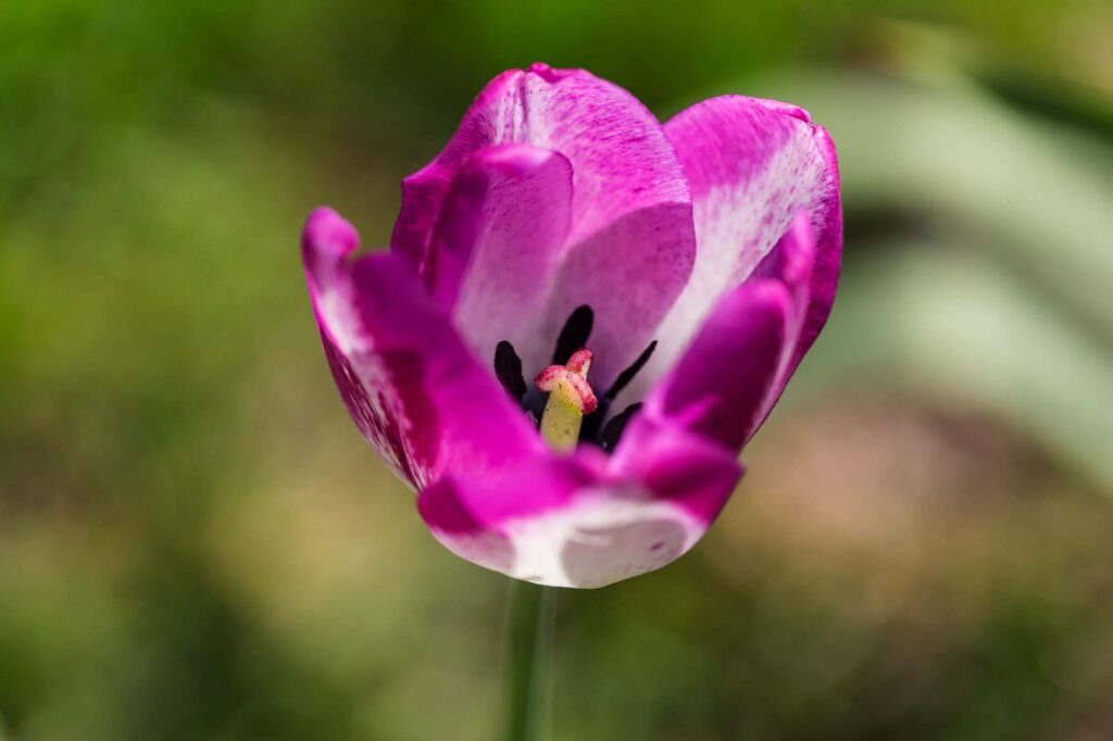 tulipe
