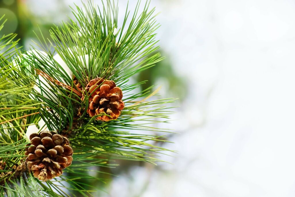 conifères nains hiver
