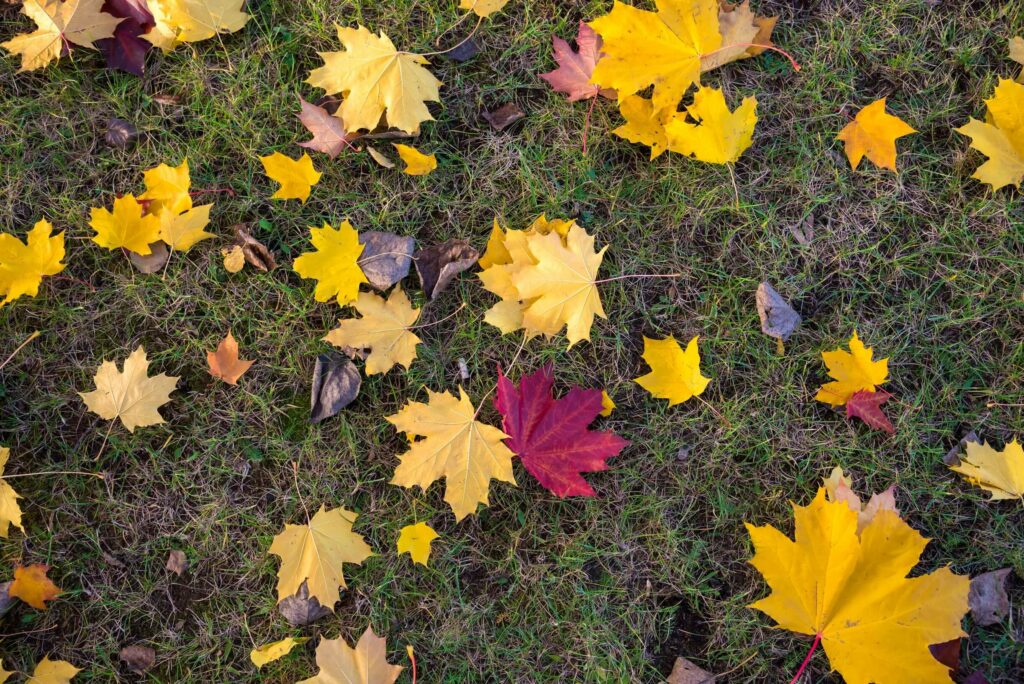 que faire au jardin au mois de novembre