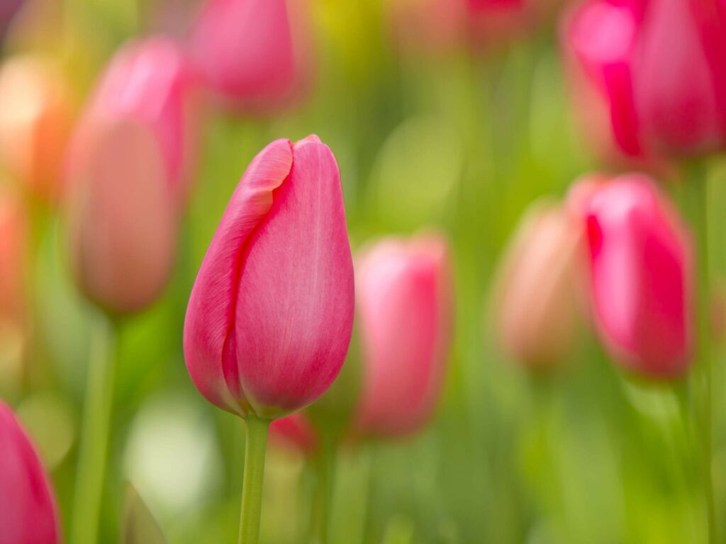 variétés tulipes