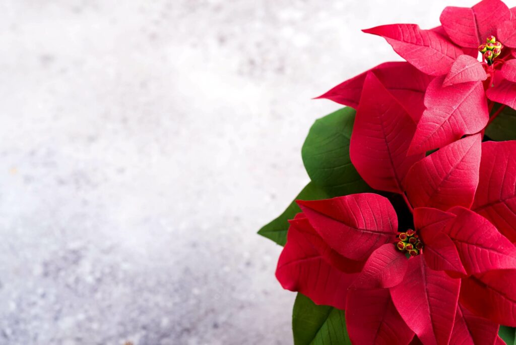 plantes décoration noel