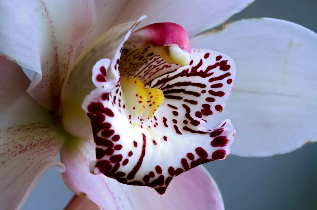 orchidée phaleonopsis