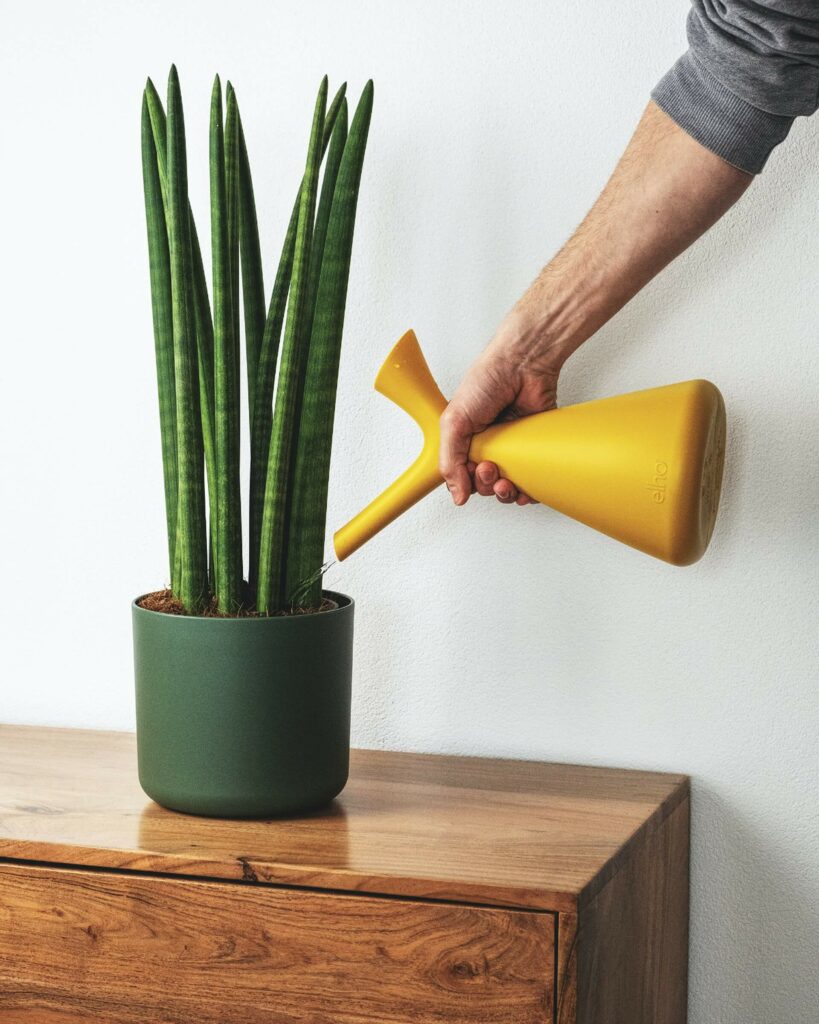 arrosage plantes