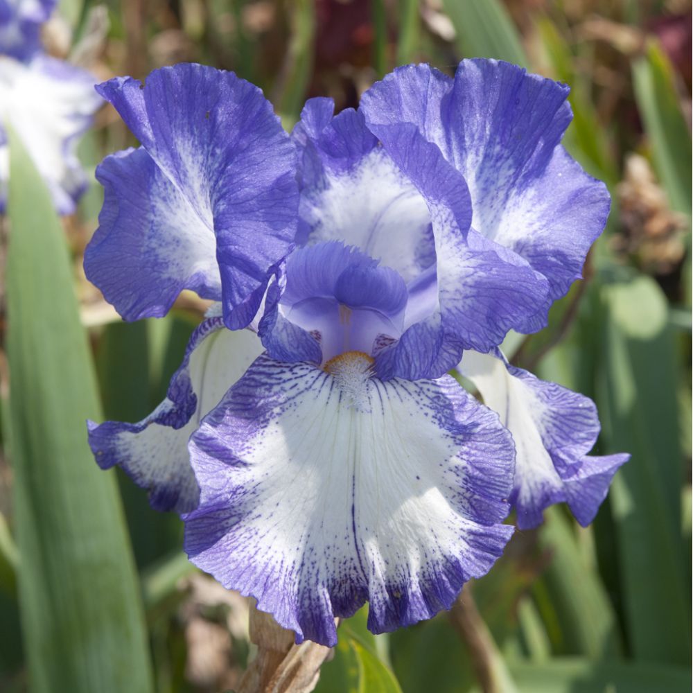 Collection : Lot de 9 Grands Iris blancs différents pour le prix de 7