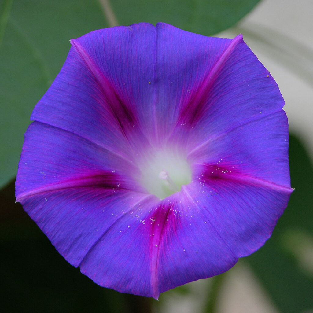 Fleurs d’ipomée