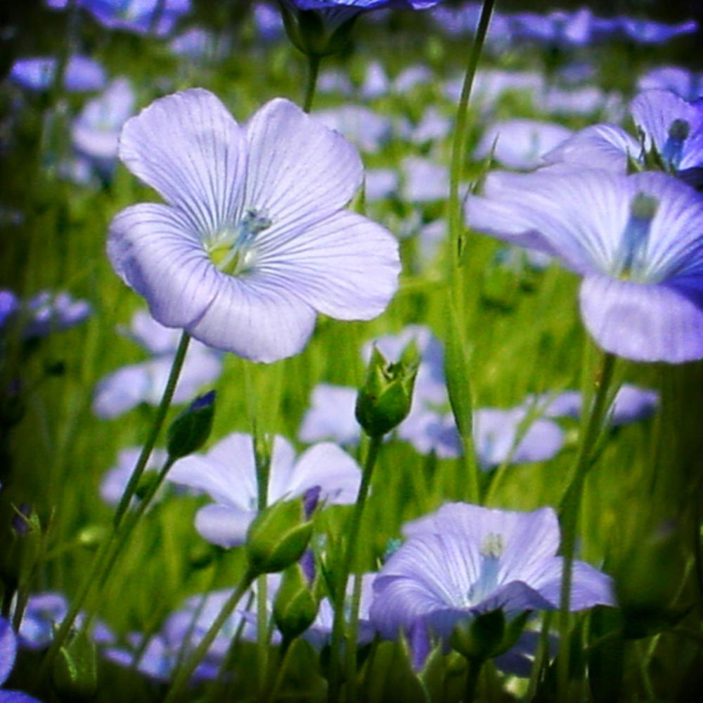 Signification et symbolique Lin - Ma Petite Jardinerie
