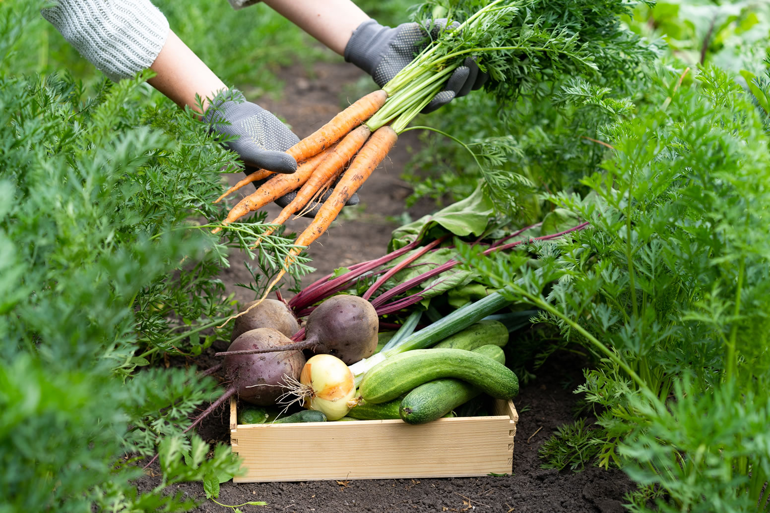 10-erreurs-a-eviter-pour-un-potager-productif