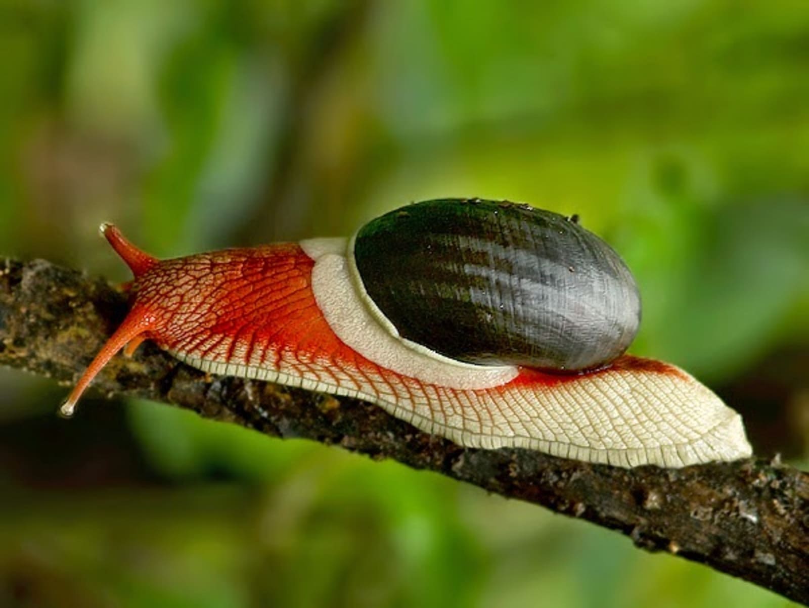 Les méthodes pour cultiver un potager en biodynamie sans se tromper