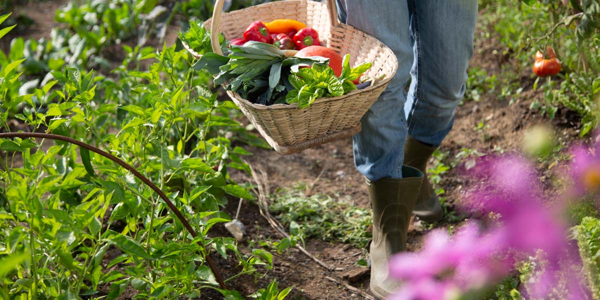 Les secrets d'un potager en permaculture - guide complet