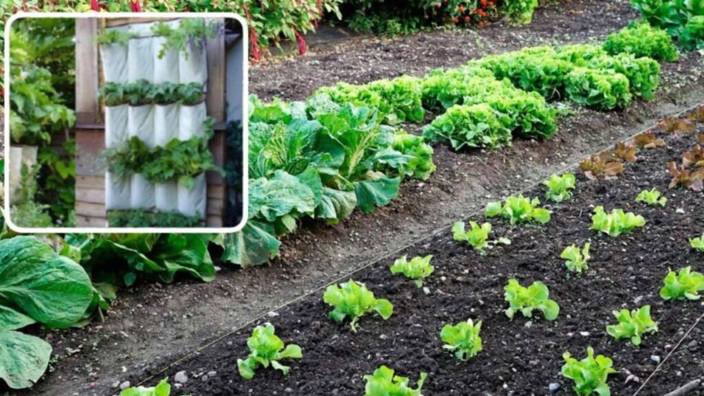 comment-faire-pousser-plus-avec-moins-d-espace