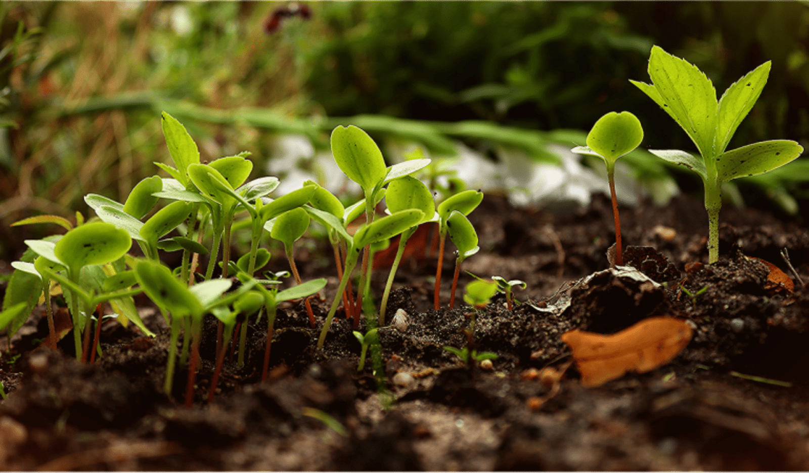 guide-debutant-permaculture