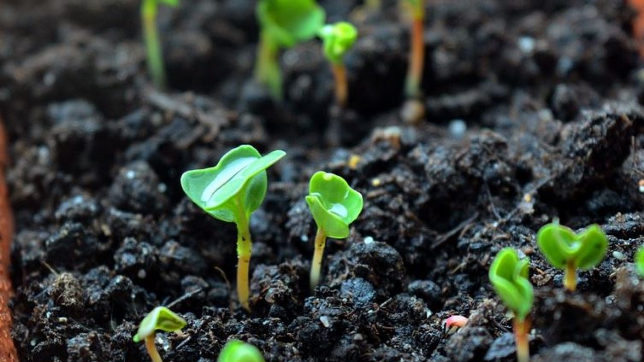 les-meilleures-astuces-de-permaculture