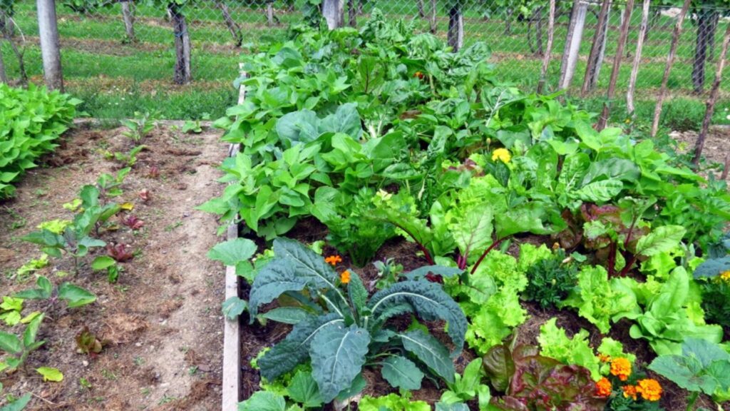 permaculture-guide