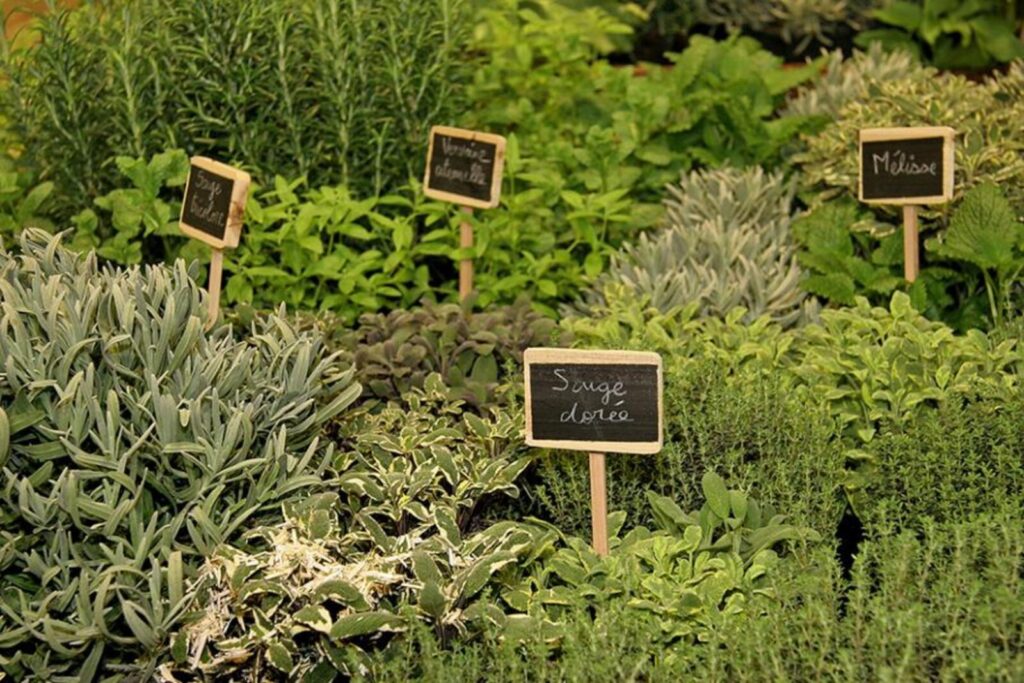 plante-compagne