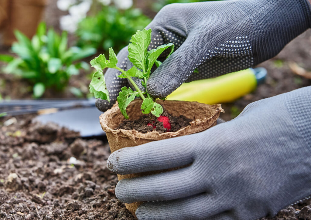 recolte-potager