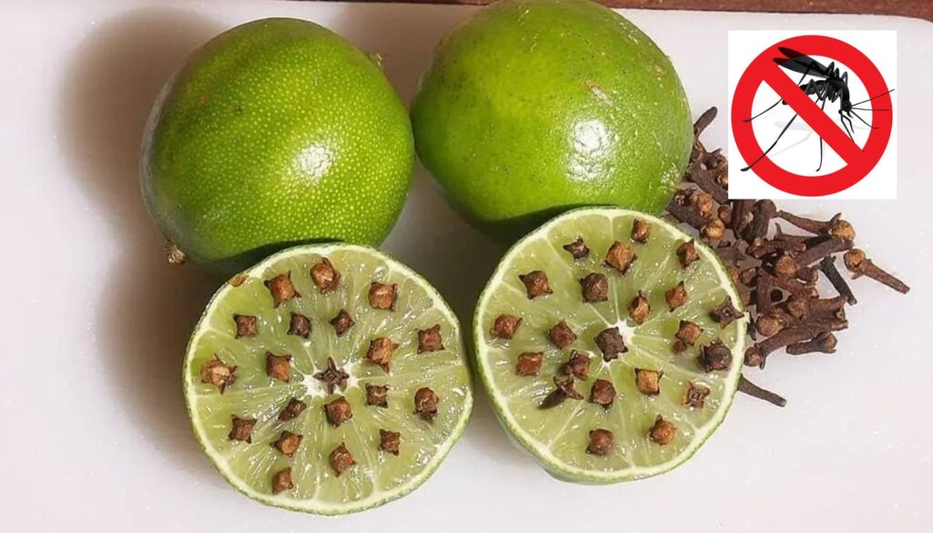 Citron vert et Clous de girofle Adieu moustiques Ce remède miracle fonctionne à tous les coups