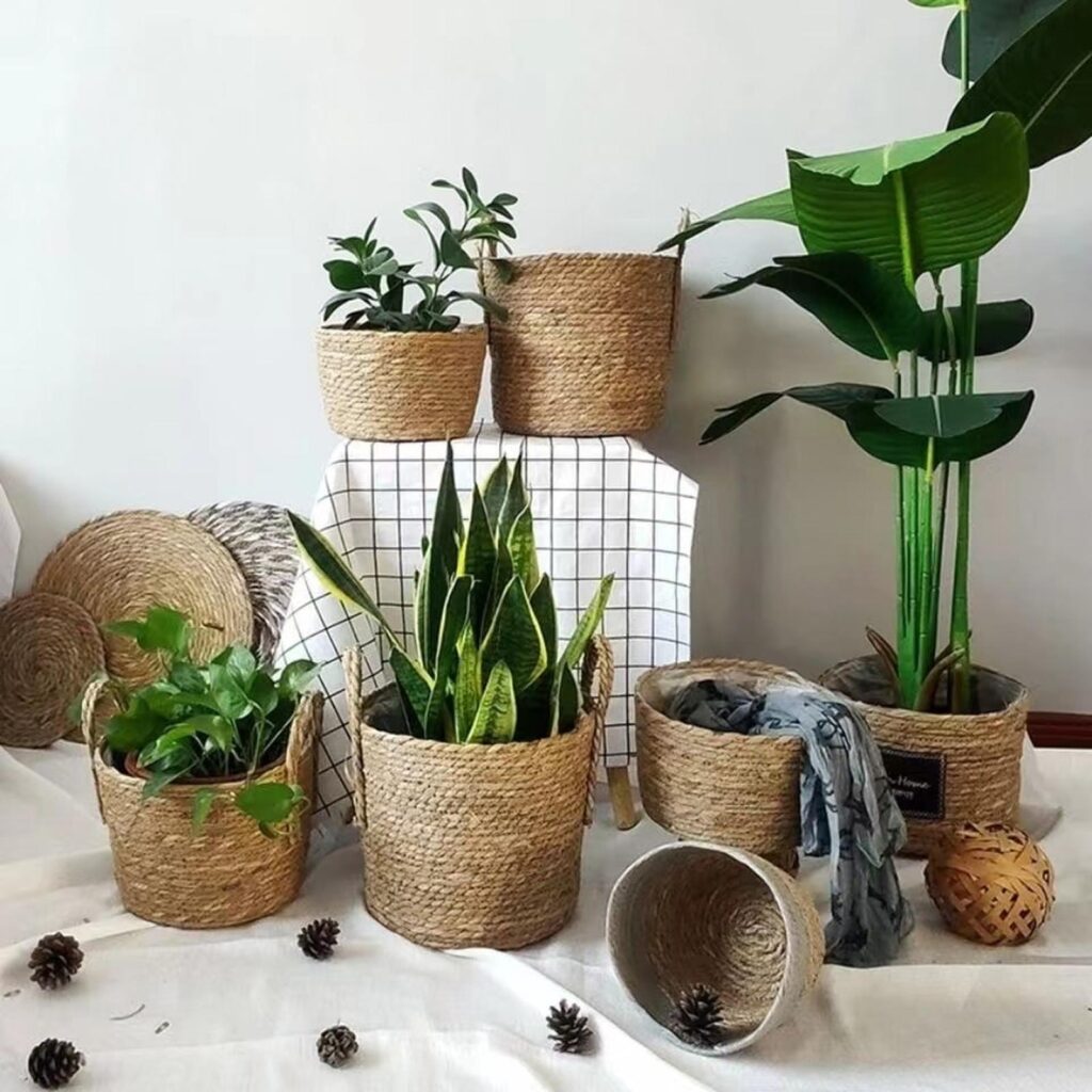 Des plantes d'intérieur parfaites à offrir pour la Fête des Mères.