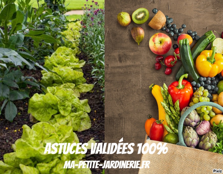 Doublez votre récolte de potager avec ces astuces écologiques et économiques