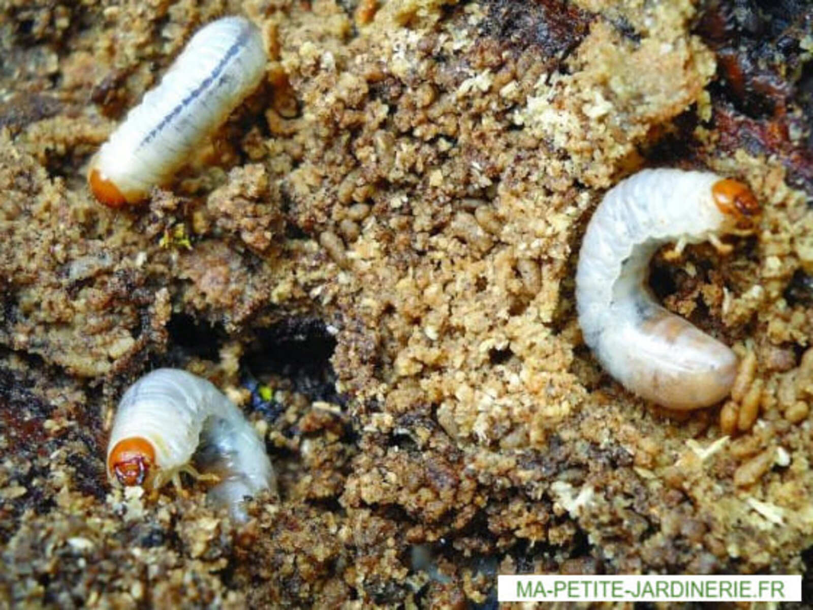 Hannetons, une menace pour votre jardin ce qu'ils mangent vous étonnera