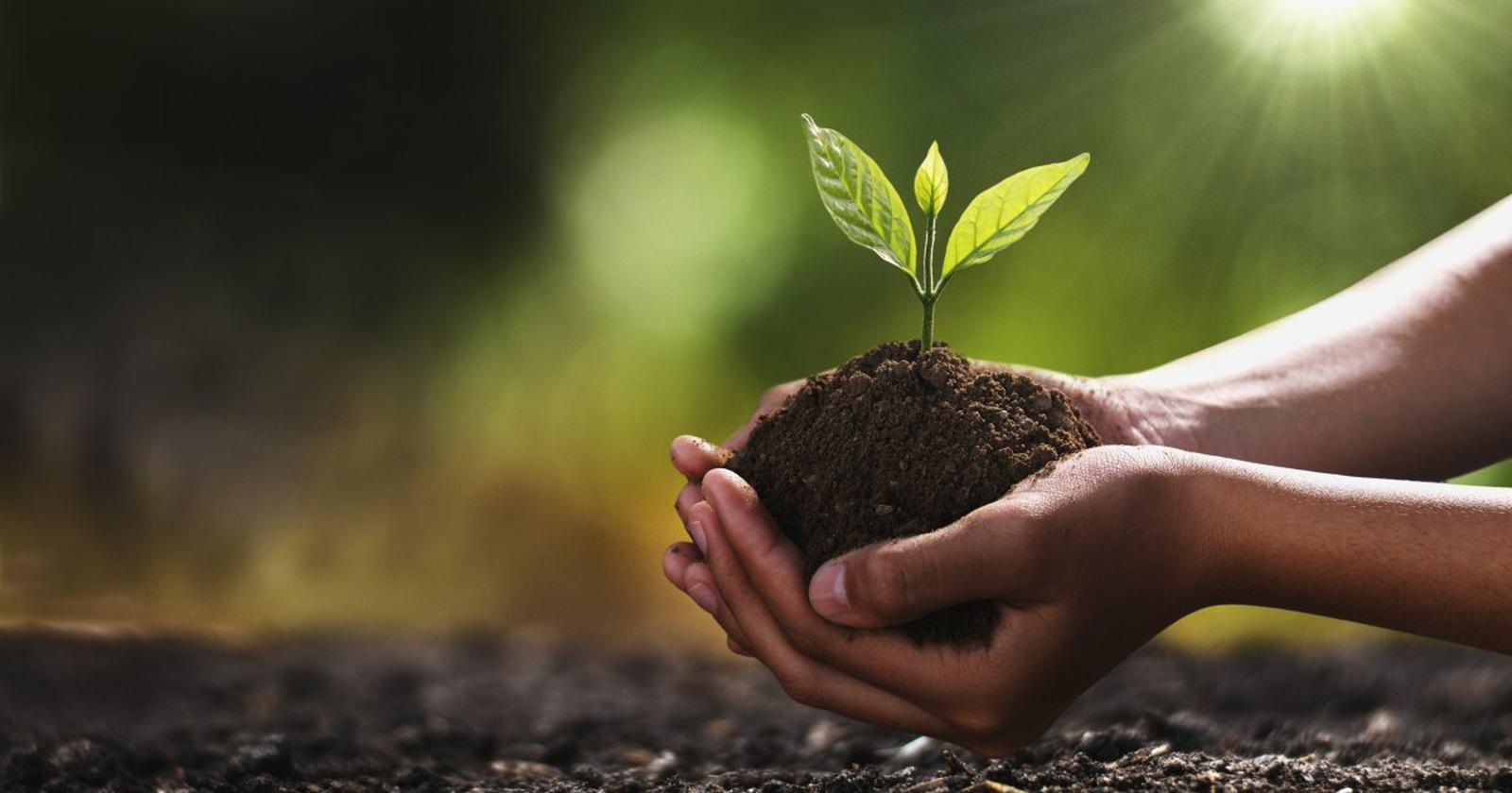 Le jardin des souvenirs planter un arbre pour la Fete des Meres