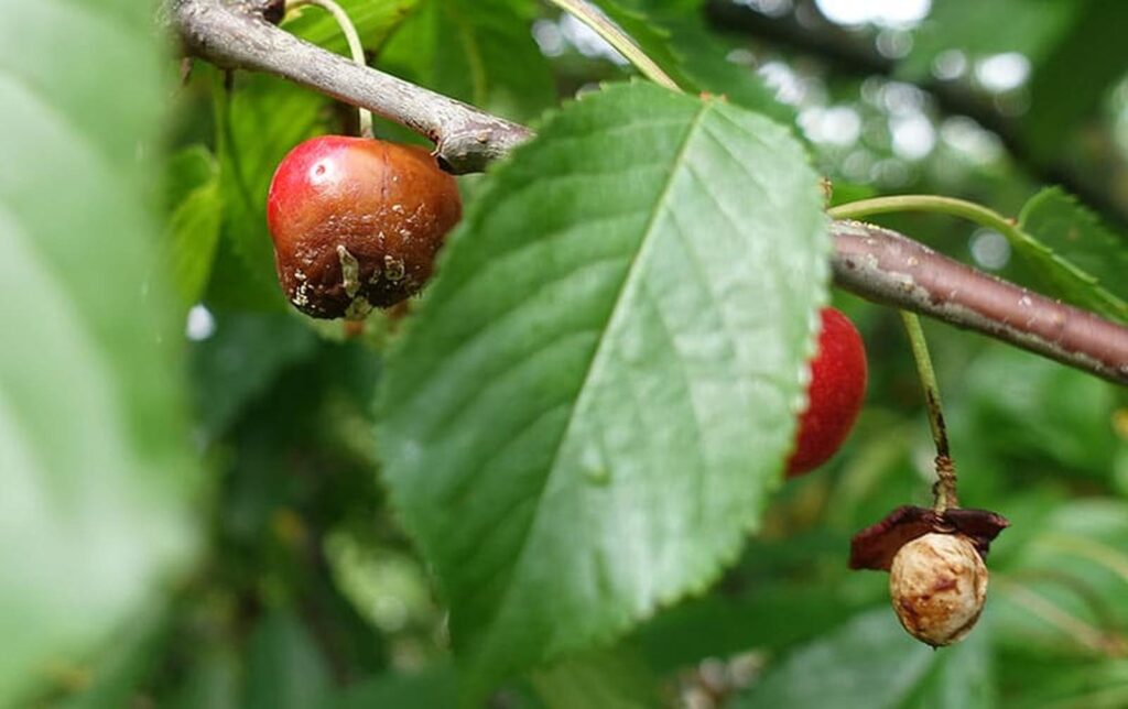 Pourquoi les cerises sèchent sur l’arbre