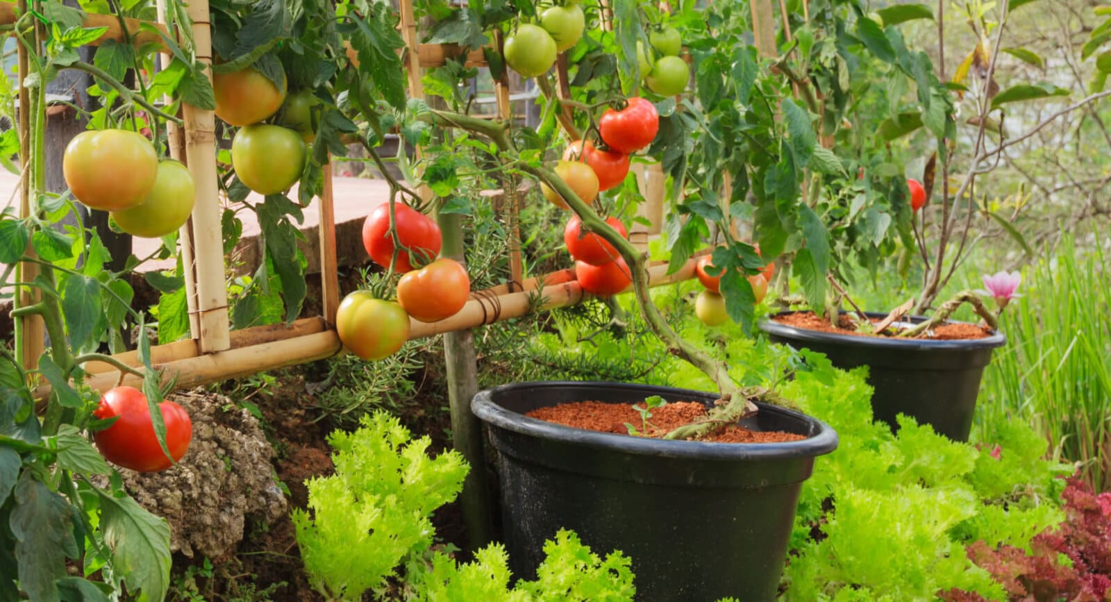 augmentez-la-production-potager