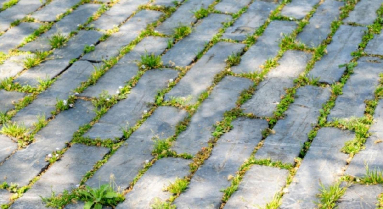 Allée de jardin sans mauvaises herbes _ Astuces et conseils pratiques