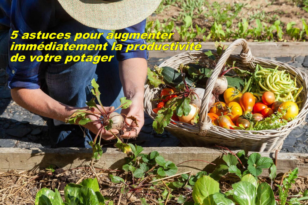 Augmentez immédiatement votre récolte de potager avec ces astuces faciles
