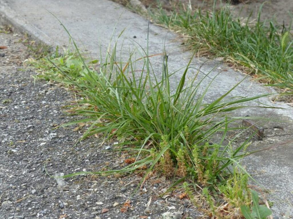 Couper court à la croissance des mauvaises herbes