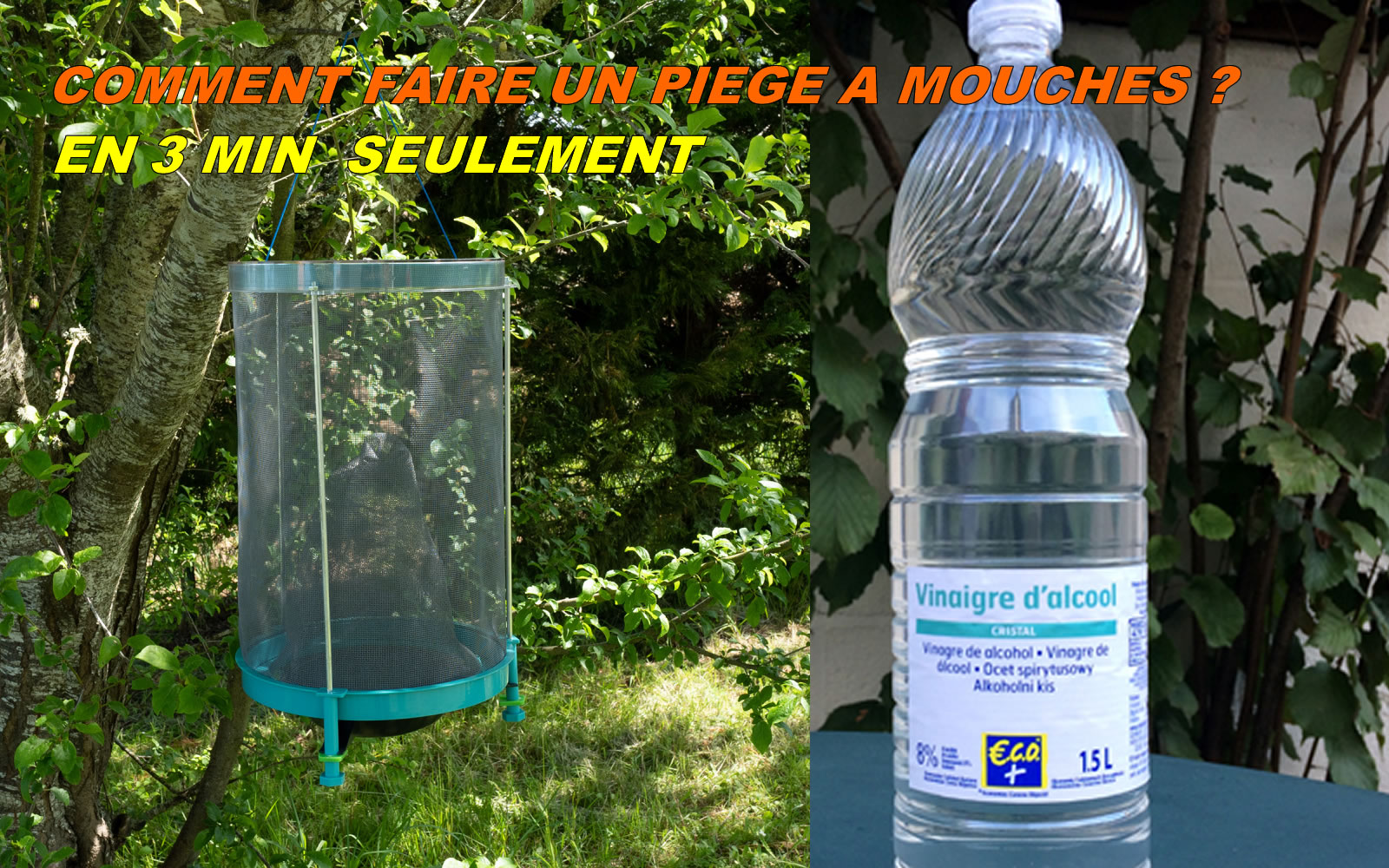 Éliminez les mouches dans votre jardin avec cette astuce naturelle