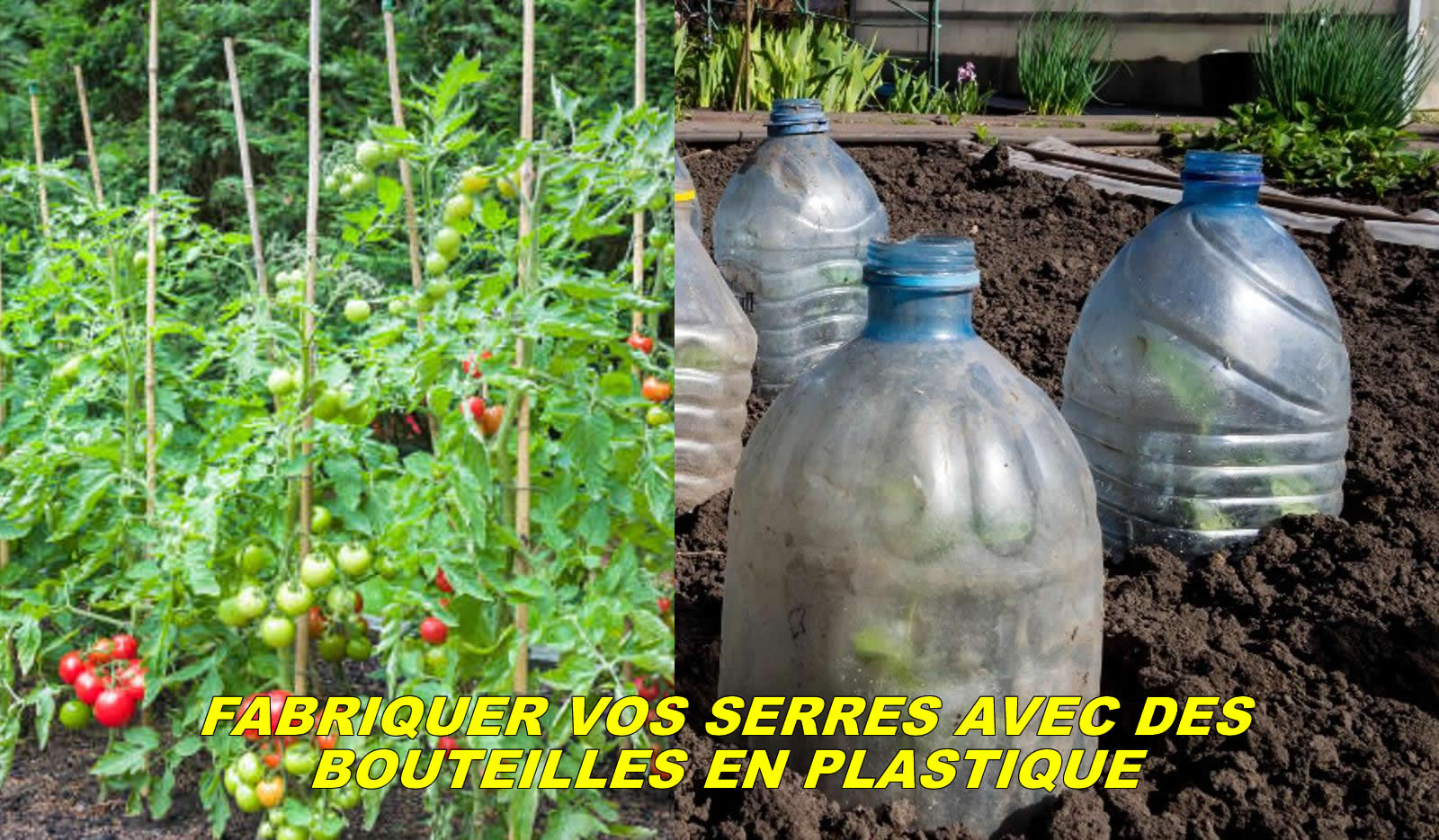Fabriquer des serres avec une bouteille plastique pour booster les tomates _ Récolte garantie en 40-45 jours