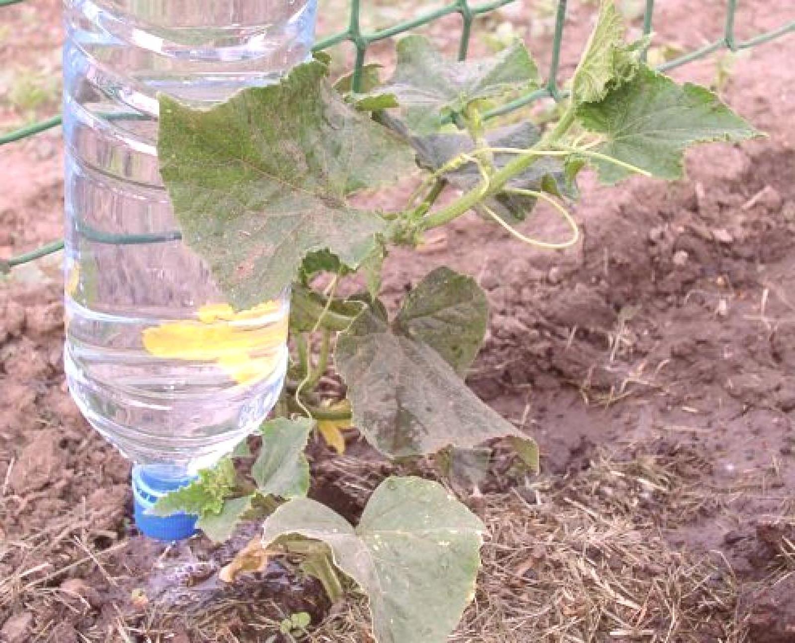 Gestion de l'arrosage excessif des concombres Enjeux et bonnes pratiques