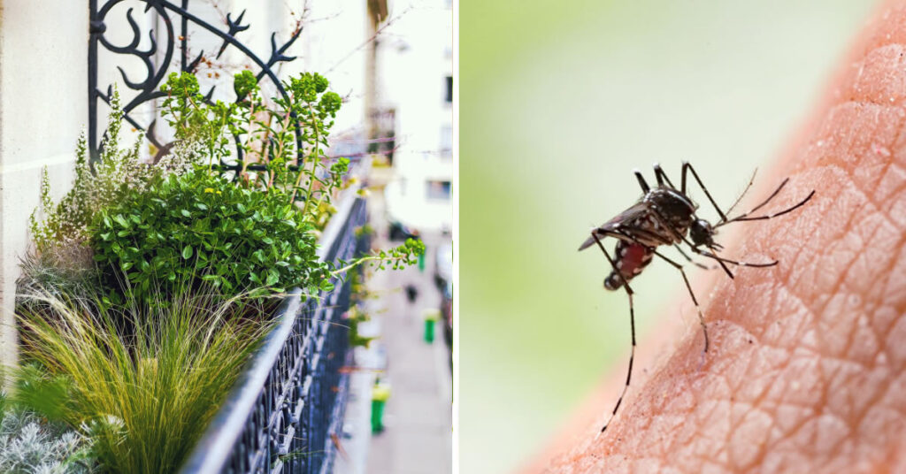 Repoussez les moustiques de votre balcon avec ces astuces simples