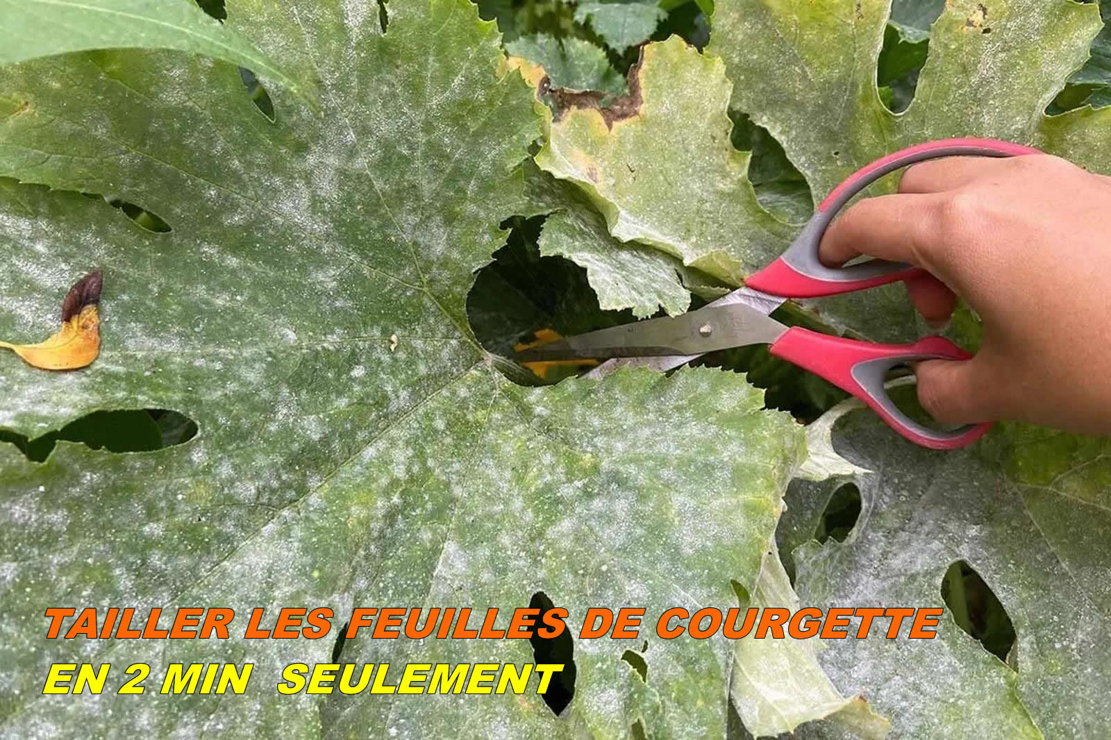 Tailler les feuilles de courgette _ Guide pratique pour une opération réussie