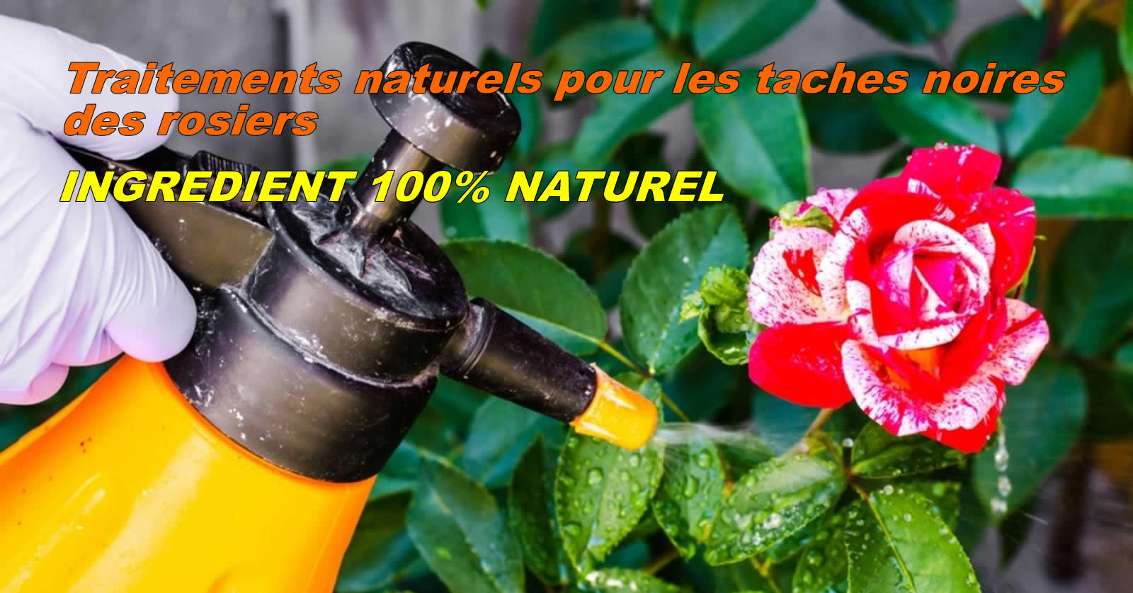 Traitements naturels pour les taches noires des rosiers Essayez le spray maison ultime