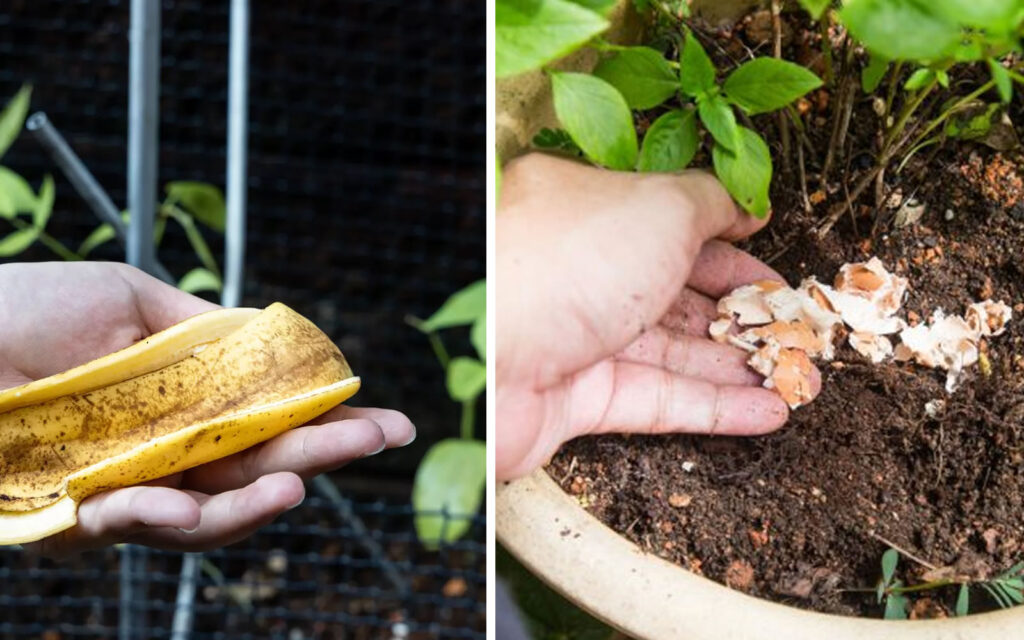 Transformez vos déchets en engrais naturel peau de banane, marc de café et coquille d’œuf pour vos plantes
