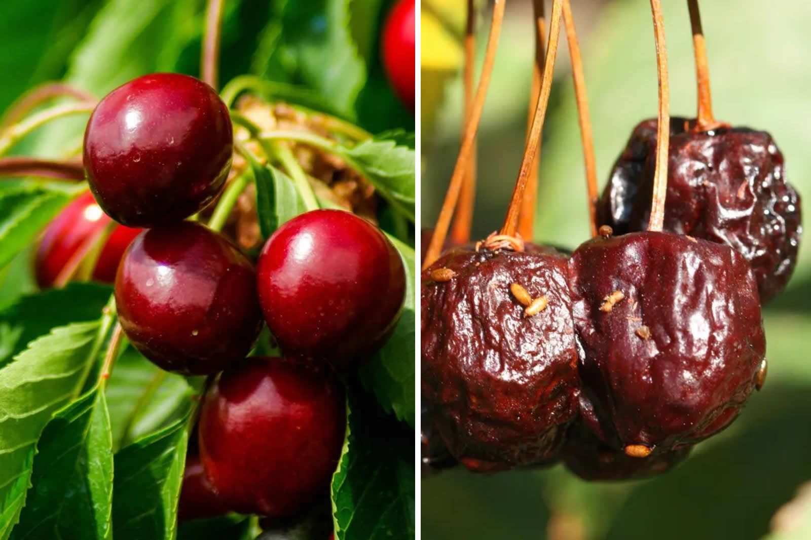 Vers dans les cerises Découvrez 6 méthodes efficaces pour les prévenir