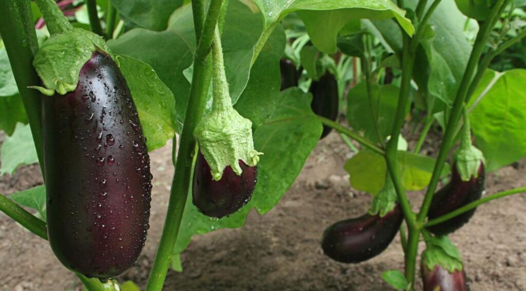 arrosage aubergine