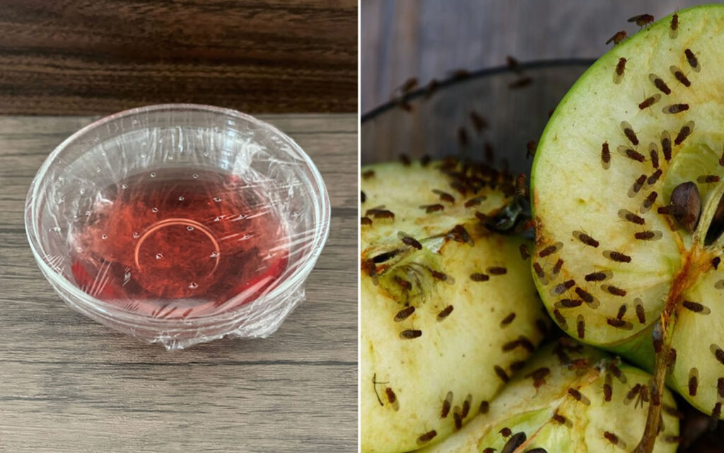 piege à mouche à fruits