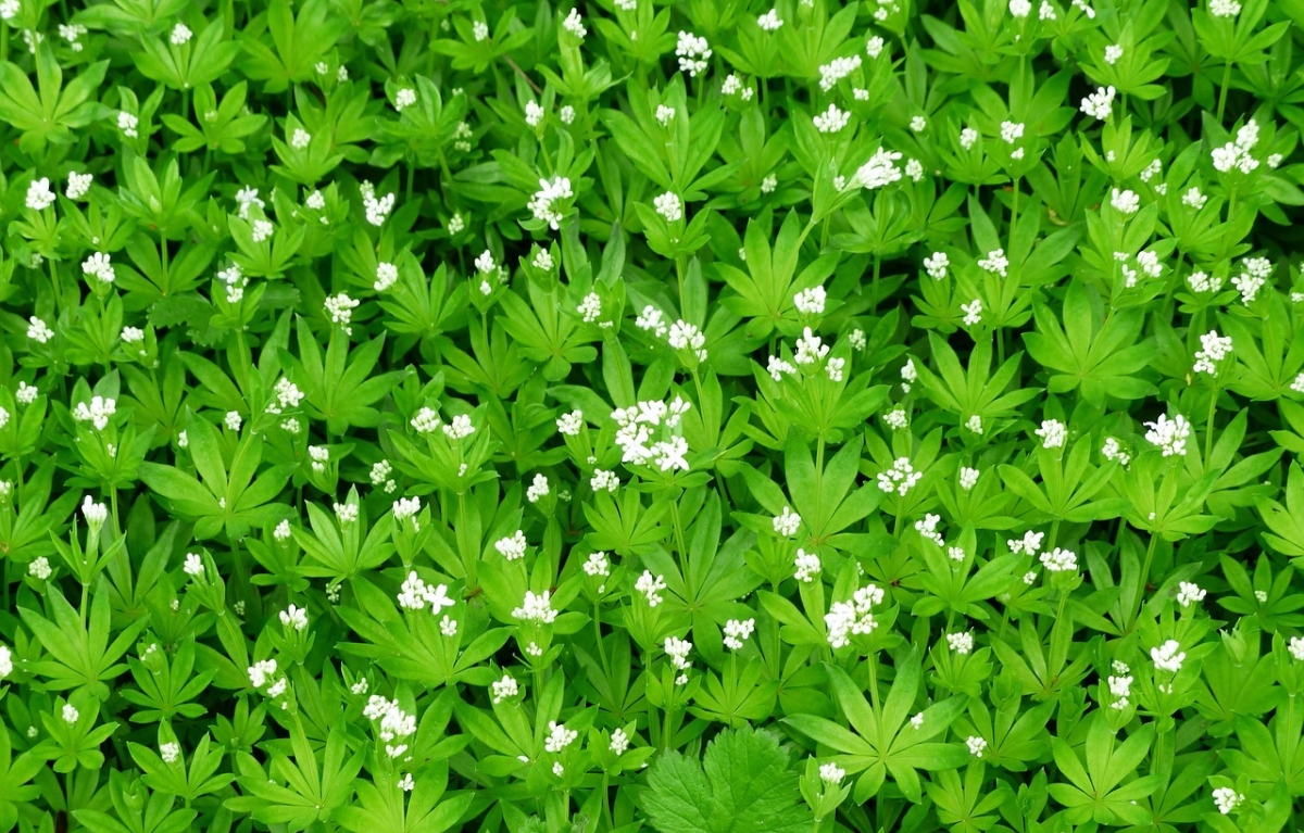 Plante couvre-sol à l'ombre en remplacement du gazon : 8 idées pour un