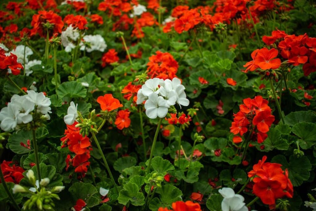 Découvrez la meilleur sélection d'engrais pour géraniums et fuchsias