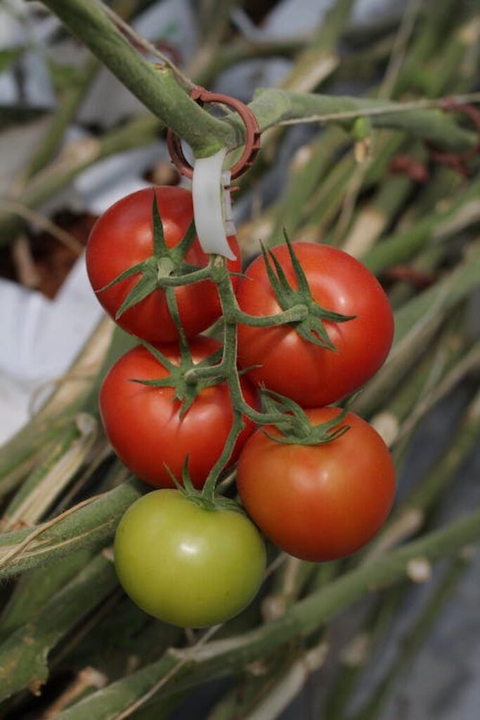 Des tomates par milliers : le chemin vers une récolte record