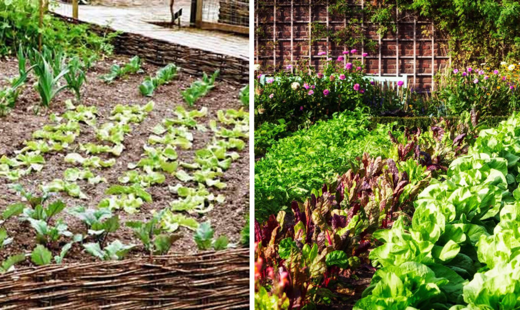 Doubler la récolte de votre potager Découvrez les méthodes simples que j'ai utilisées